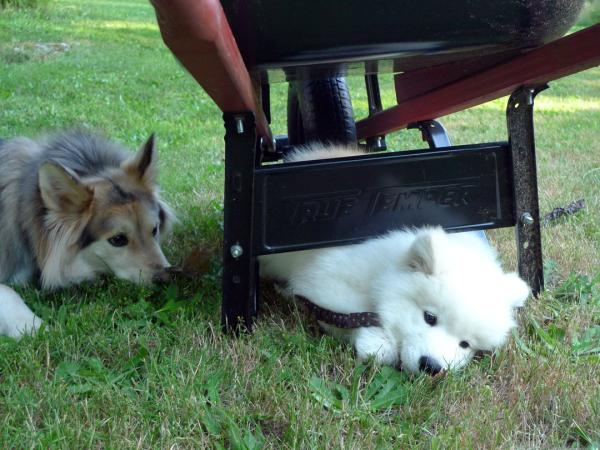 under the wheelbarrow